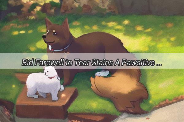 Bid Farewell to Tear Stains A Pawsitive Guide to Using a Tear Wipe Dog Grooming Tool